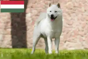 Read more about the article Macaristan’daki Hokkaido yetiştiricileri ve yavru köpekler