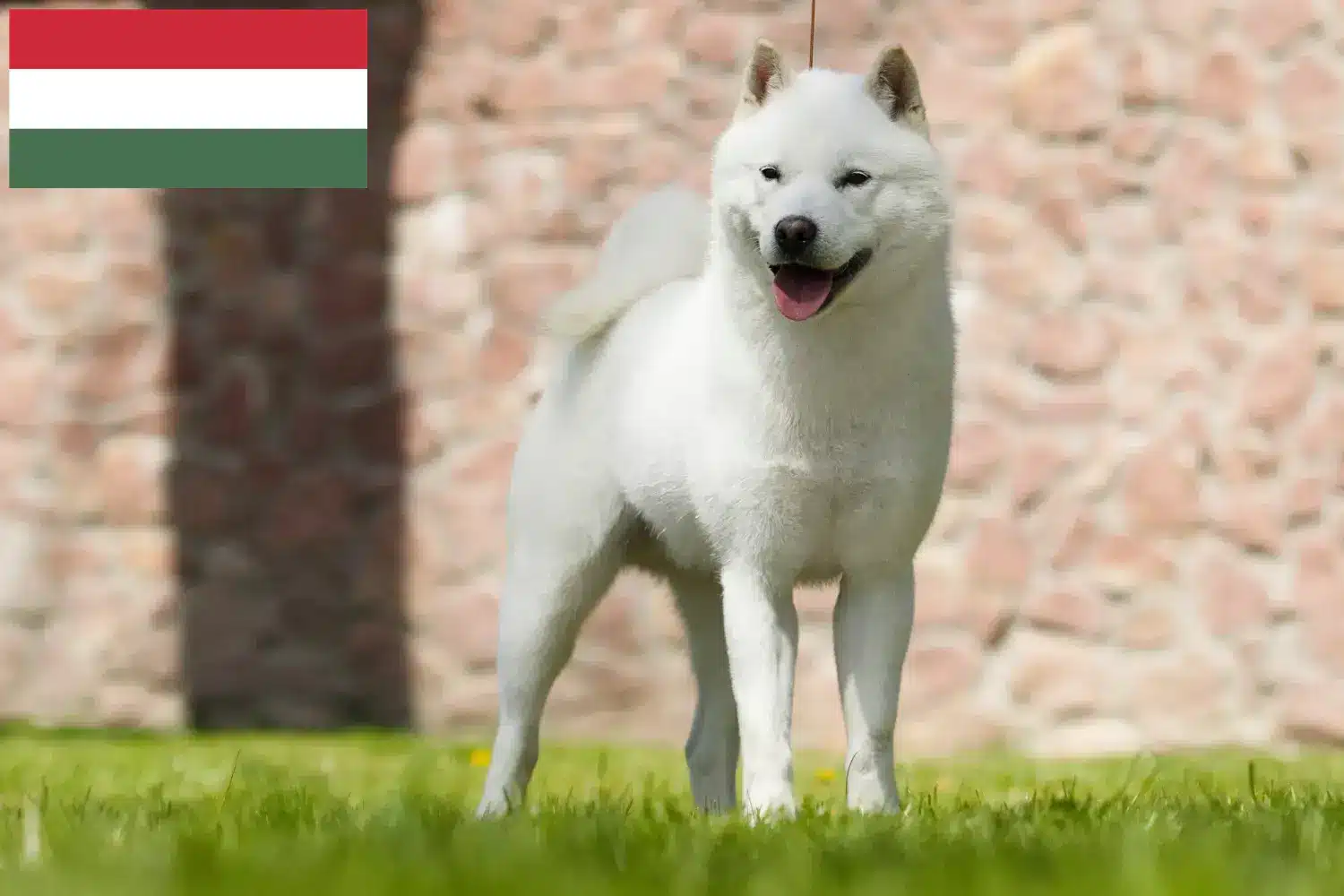 Hokkaido yavru köpek ve yetiştiricileri Macaristan Burada Macaristan'daki Hokkaido yetiştiricilerini bulabilirsiniz.