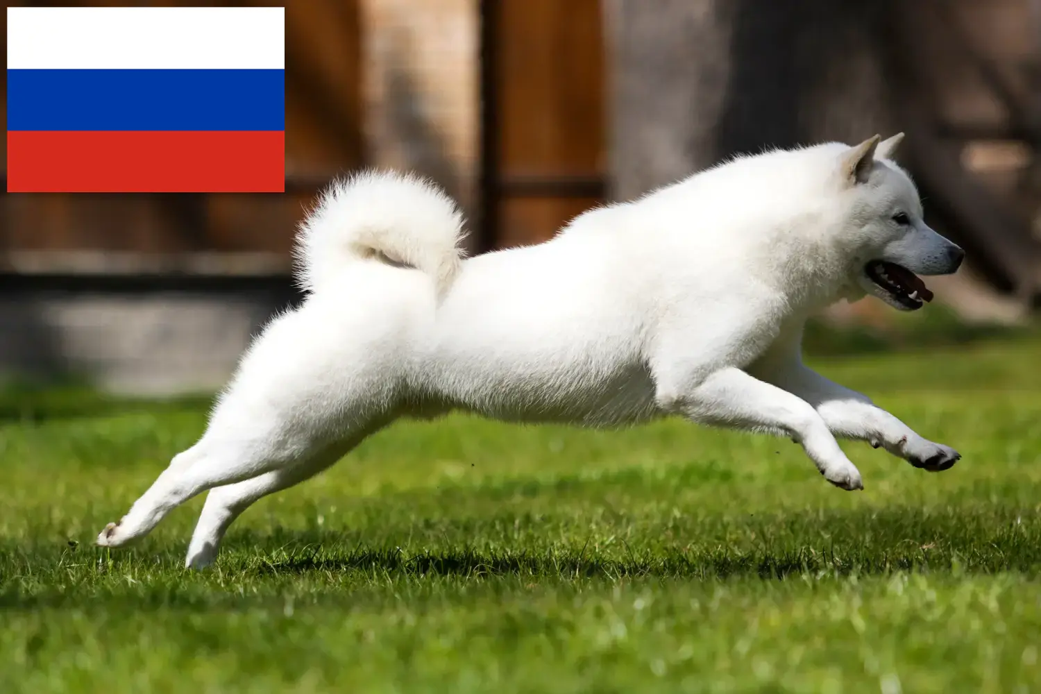Hokkaido yavru köpek ve yetiştiricileri Rusya Burada Rusya'daki Hokkaido yetiştiricilerini bulabilirsiniz.