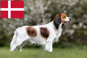 Read more about the article Danimarka’da Hollandalı Kooikerhondje yetiştiricileri ve yavru köpekler