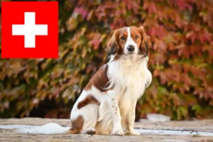 Read more about the article İsviçre’deki Hollanda Kooikerhondje yetiştiricileri ve yavru köpekler