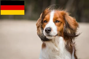 Read more about the article Almanya’da Hollanda Kooikerhondje yetiştiricileri ve yavru köpekler