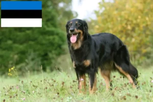 Read more about the article Estonya’daki Hovawart yetiştiricileri ve köpek yavruları