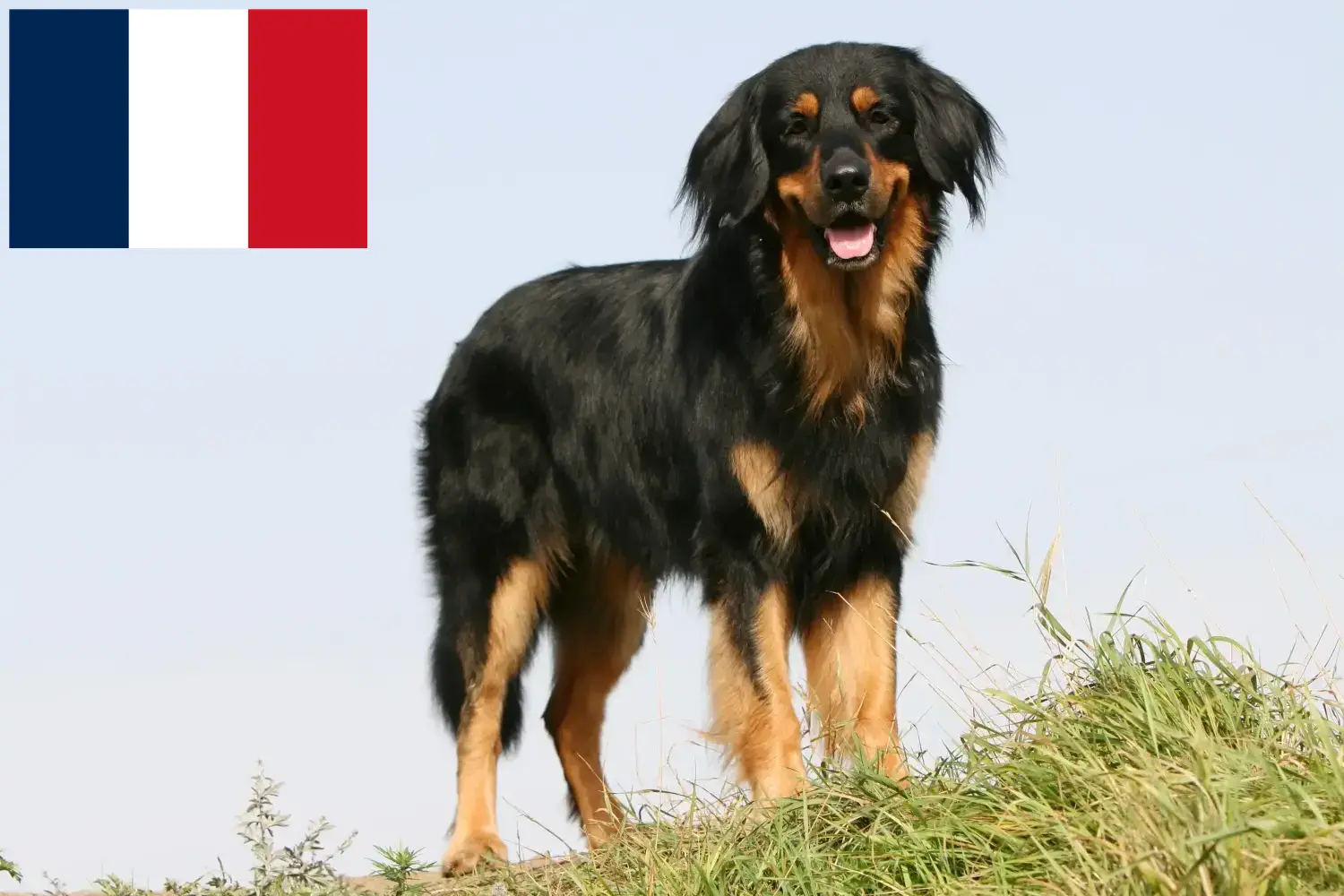 Read more about the article Fransa’da Hovawart yetiştiricileri ve köpek yavruları