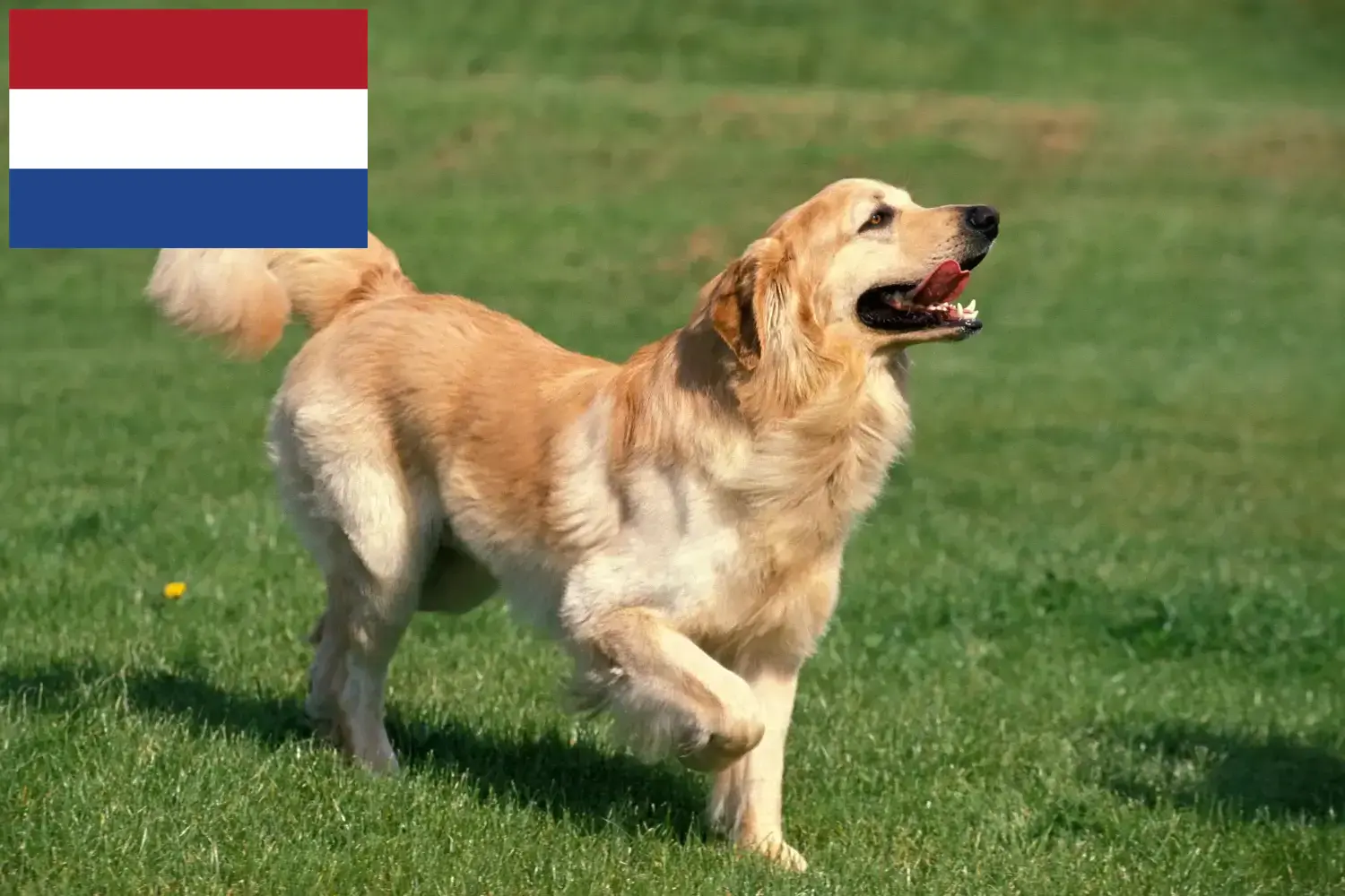 Read more about the article Hollanda’daki Hovawart yetiştiricileri ve yavru köpekler