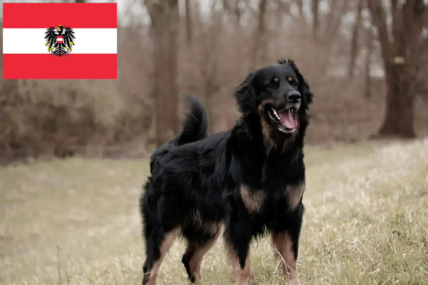 Read more about the article Avusturya’da Hovawart yetiştiricileri ve köpek yavruları