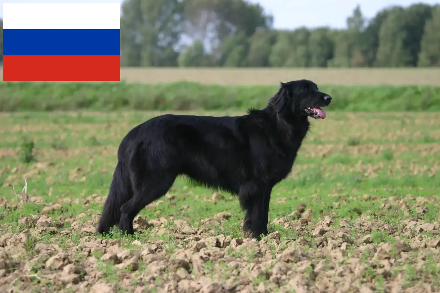 Read more about the article Rusya’da Hovawart yetiştiricileri ve köpek yavruları