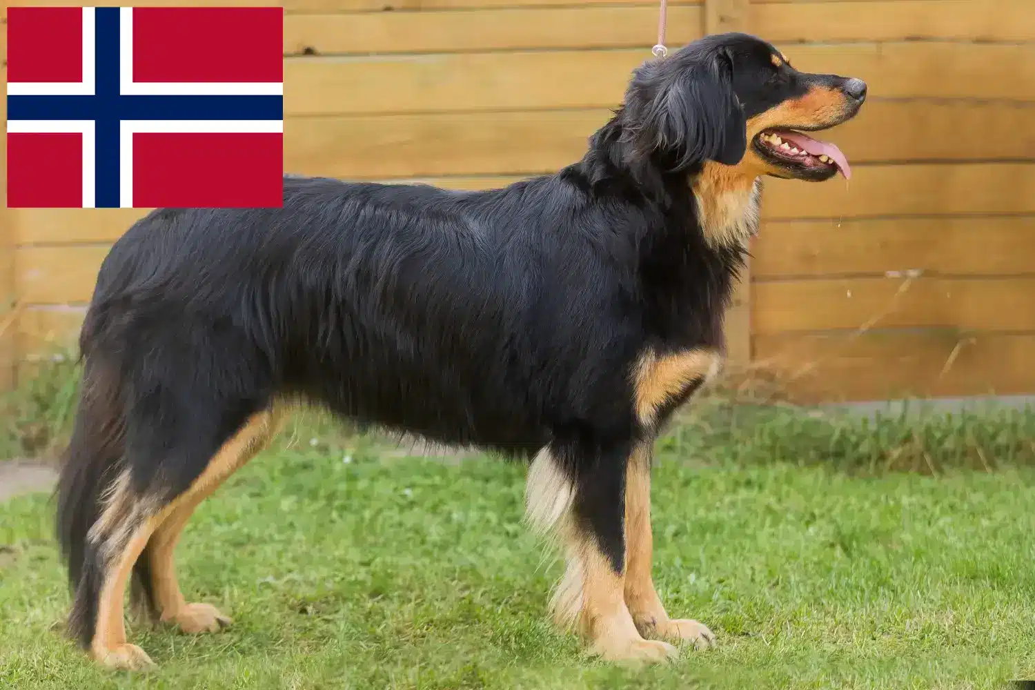Read more about the article Norveç’te Hovawart yetiştiricileri ve köpek yavruları