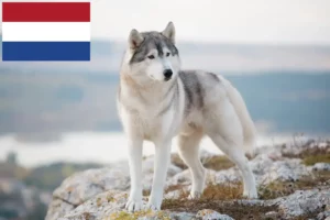Read more about the article Hollanda’da Husky yetiştiricileri ve yavru köpekler