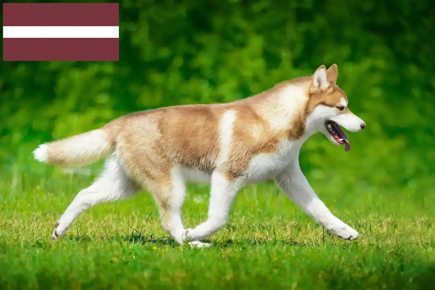 Husky yavruları ve yetiştiricileri Letonya Burada Letonya'daki Husky yetiştiricilerini bulabilirsiniz.