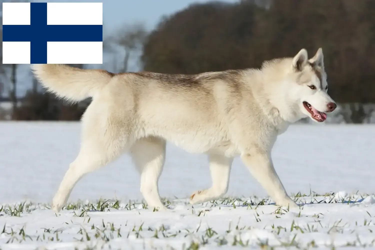 Husky yavruları ve yetiştiricileri Finlandiya Burada Finlandiya'daki Husky yetiştiricilerini bulabilirsiniz.