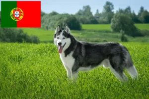 Read more about the article Portekiz’deki Husky yetiştiricileri ve köpek yavruları