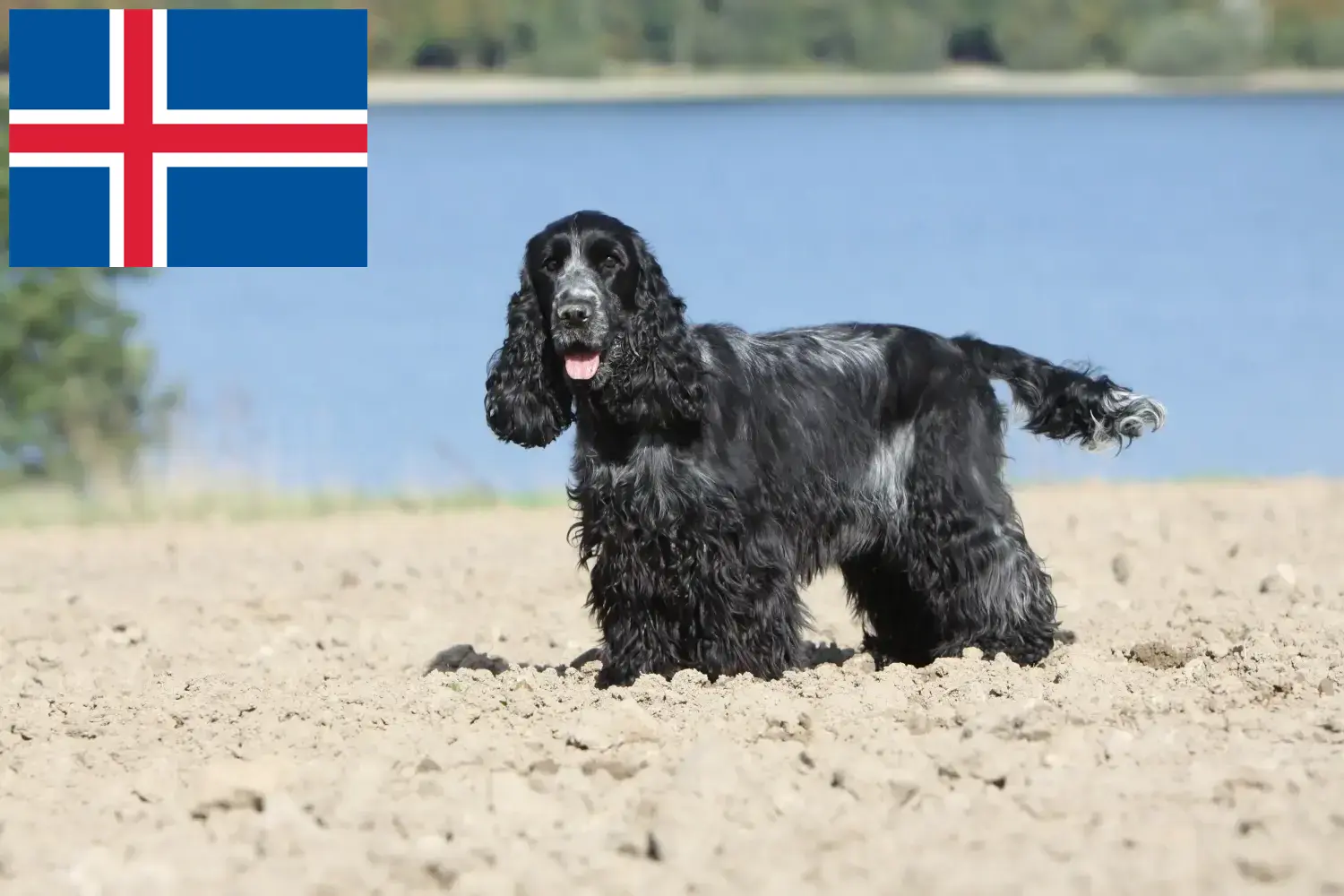 İngiliz Cocker Spaniel yavruları ve yetiştiricisi İzlanda İzlanda'deki İngiliz Cocker Spaniel yetiştiricilerini burada bulabilirsiniz.