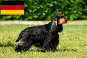 Read more about the article Almanya’da İngiliz Cocker Spaniel yetiştiricileri ve köpek yavruları