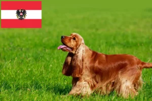 Read more about the article Avusturya’da İngiliz Cocker Spaniel yetiştiricileri ve köpek yavruları