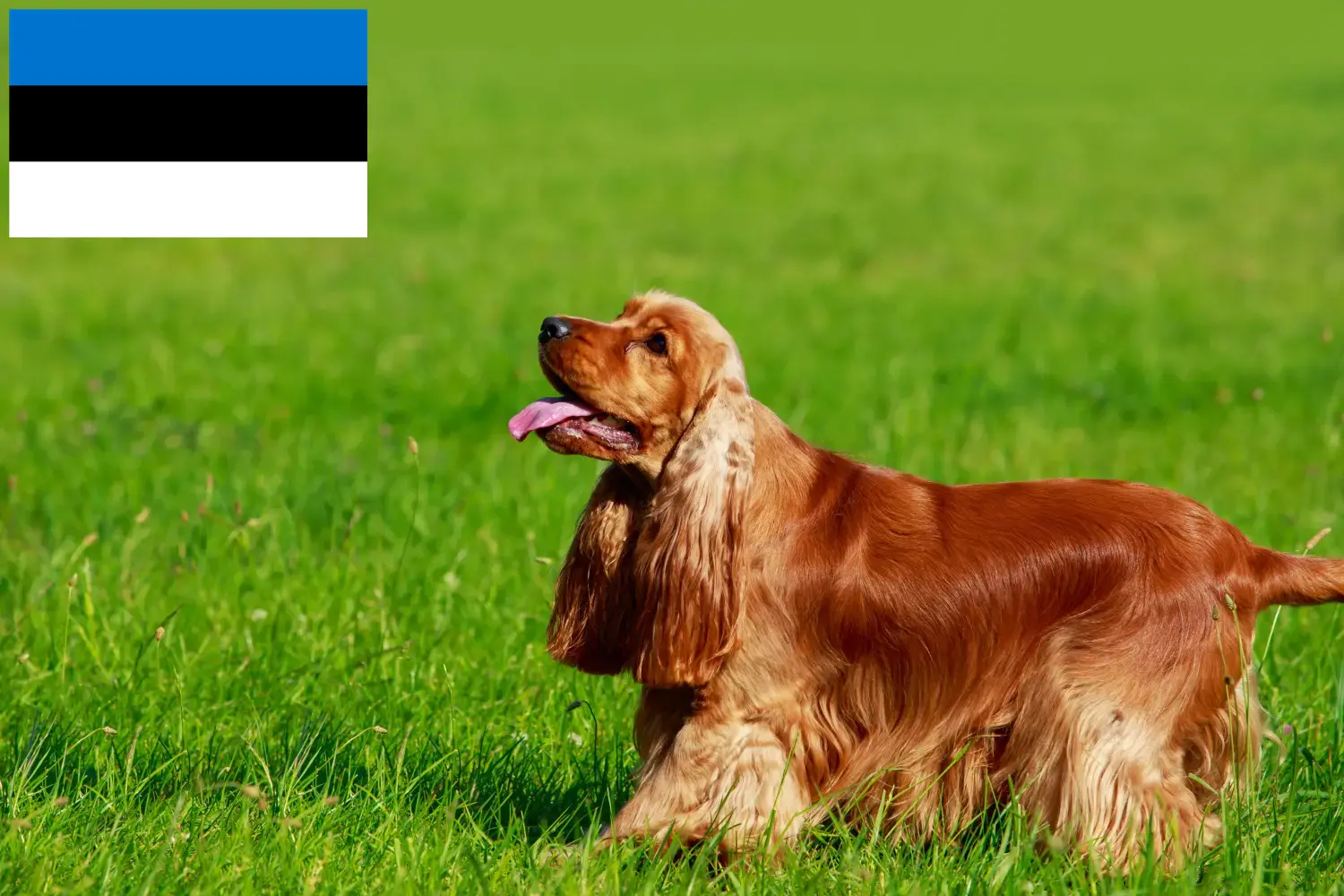 Read more about the article Estonya’da İngiliz Cocker Spaniel yetiştiricileri ve köpek yavruları