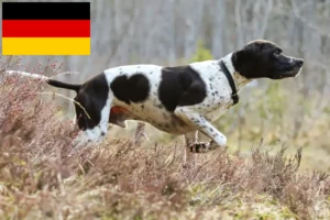 Read more about the article Almanya’da İngiliz Pointer yetiştiricileri ve yavruları
