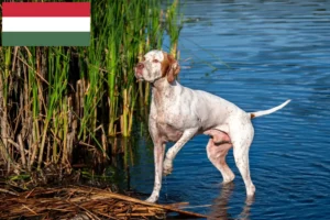 Read more about the article Macaristan’da İngiliz Pointer yetiştiricileri ve köpek yavruları