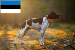 Read more about the article Estonya’da İngiliz Pointer yetiştiricileri ve köpek yavruları