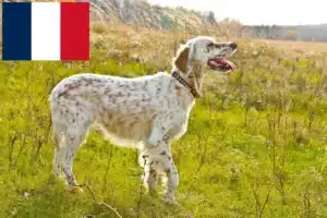 Read more about the article Réunion’da İngiliz Setter yetiştiricileri ve köpek yavruları