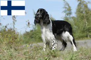 Read more about the article Finlandiya’da İngiliz Springer Spaniel yetiştiricileri ve köpek yavruları