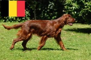 Read more about the article Belçika’da İrlanda Kırmızı Seteri yetiştiricileri ve köpek yavruları
