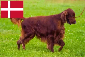 Read more about the article Danimarka’da İrlanda Kırmızı Seteri yetiştiricileri ve köpek yavruları