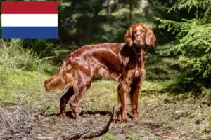 Read more about the article Hollanda’da İrlanda Kırmızı Seteri yetiştiricileri ve köpek yavruları