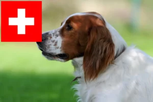 Read more about the article İsviçre’de İrlanda Kırmızı ve Beyaz Setter yetiştiricileri ve köpek yavruları