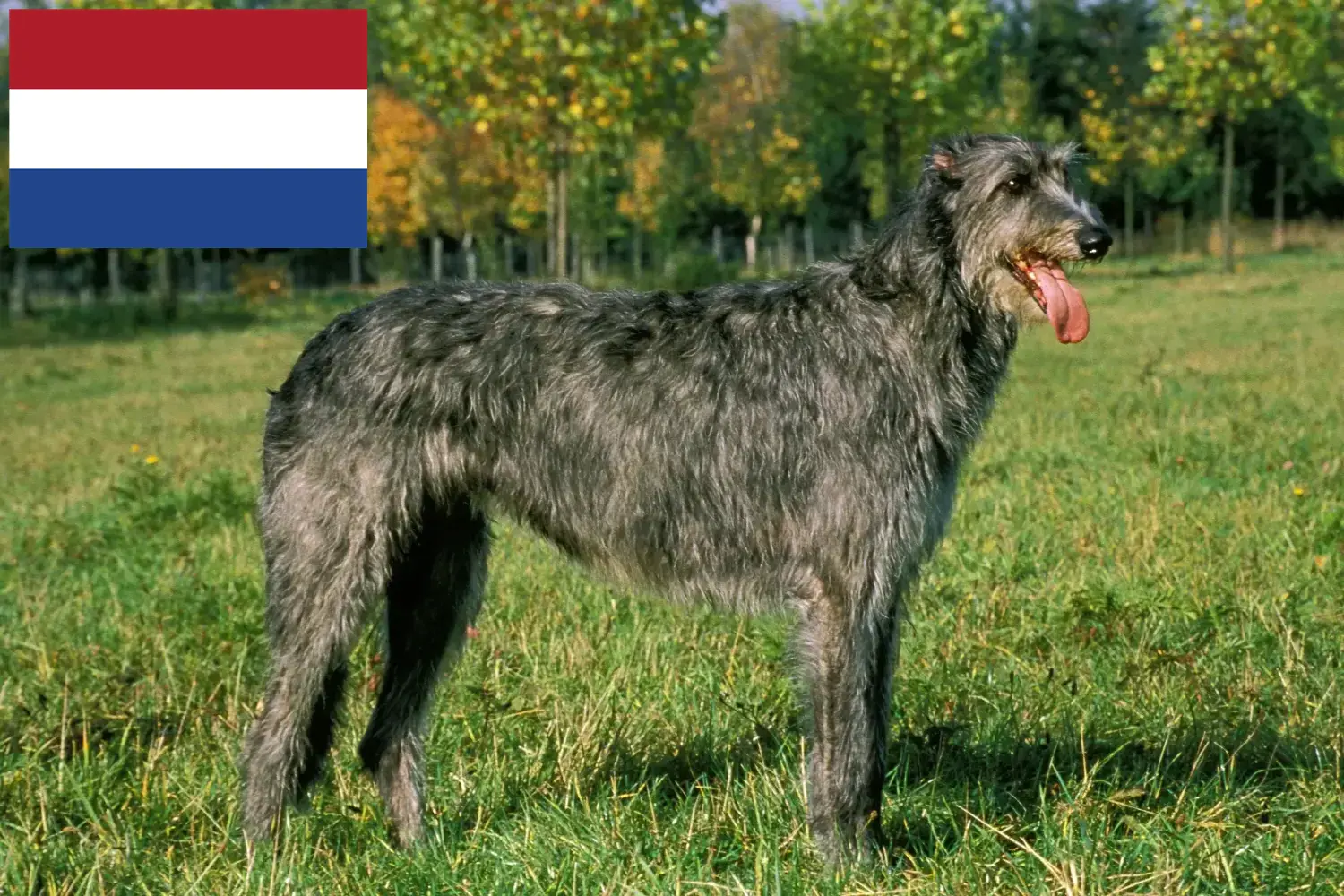 Read more about the article Hollanda’da İrlanda Kurt Köpeği yetiştiricileri ve köpek yavruları