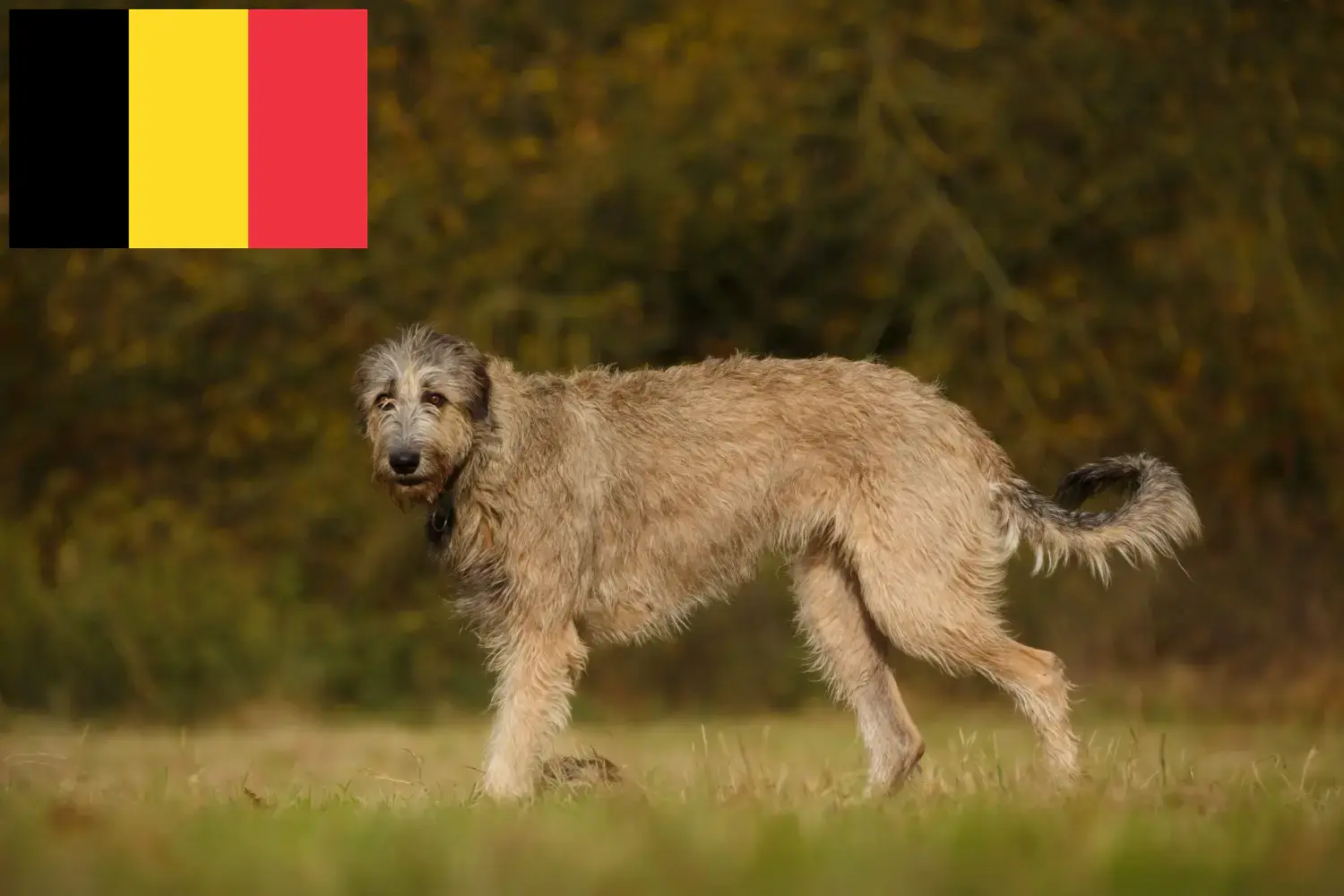 Read more about the article Belçika’da İrlanda Kurt Köpeği yetiştiricileri ve köpek yavruları