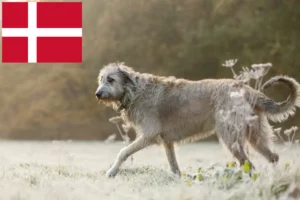 Read more about the article Danimarka’da İrlanda Kurt Köpeği yetiştiricileri ve köpek yavruları