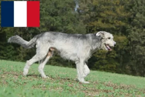 Read more about the article Fransa’da İrlanda Kurt Köpeği yetiştiricileri ve yavruları