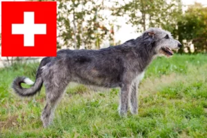 Read more about the article İsviçre’deki İrlanda Kurt Köpeği yetiştiricileri ve köpek yavruları