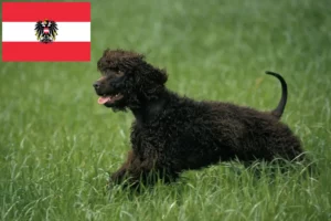 Read more about the article Avusturya’da Irish Water Spaniel yetiştiricileri ve köpek yavruları