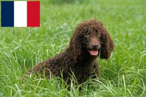 Read more about the article Fransa’da Irish Water Spaniel yetiştiricileri ve köpek yavruları