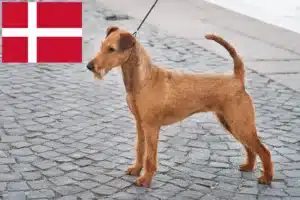 Read more about the article Danimarka’da İrlanda Teriyeri yetiştiricileri ve köpek yavruları