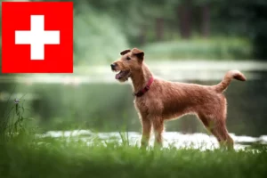 Read more about the article İsviçre’de İrlanda Teriyeri yetiştiricileri ve köpek yavruları