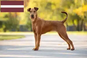 Read more about the article Letonya’da İrlanda Teriyeri yetiştiricileri ve köpek yavruları