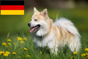 Read more about the article Almanya’daki İzlandalı köpek yetiştiricileri ve yavruları