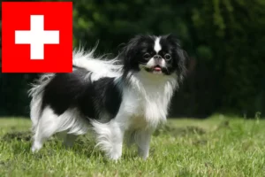 Read more about the article İsviçre’deki Japan Chin yetiştiricileri ve yavru köpekler