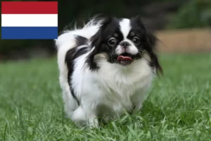 Read more about the article Hollanda’daki Japan Chin yetiştiricileri ve yavru köpekler