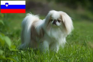 Read more about the article Slovenya’daki Japan Chin yetiştiricileri ve yavru köpekler