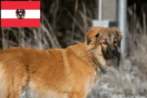 Read more about the article Avusturya’da Kafkas Çoban Köpeği Yetiştiricisi ve Yavruları