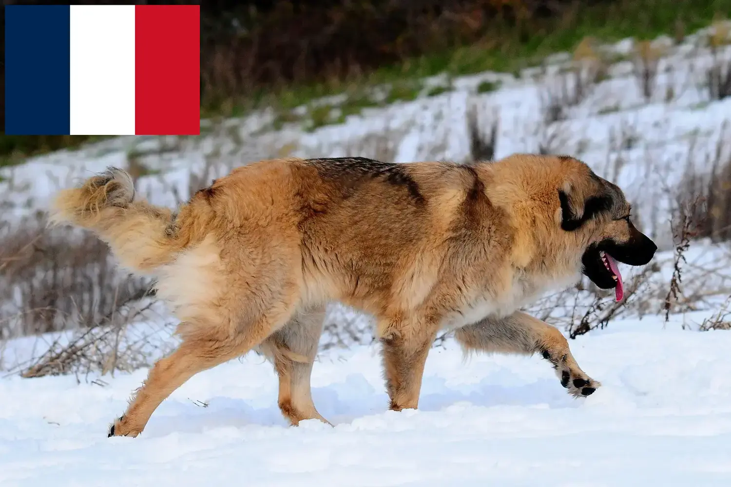Kafkas Çoban Köpeği Yavruları ve Yetiştiricisi Fransa Fransa'daki Kafkas Çoban Köpeği yetiştiricilerini bulun.