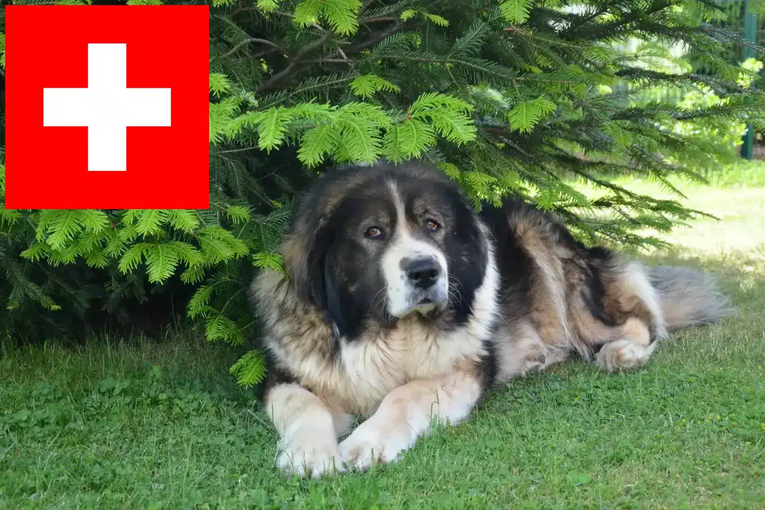 Kafkas Çoban Köpeği yavruları ve yetiştiricileri İsviçre Burada İsviçre'deki Kafkas Çoban Köpeği yetiştiricilerini bulabilirsiniz.