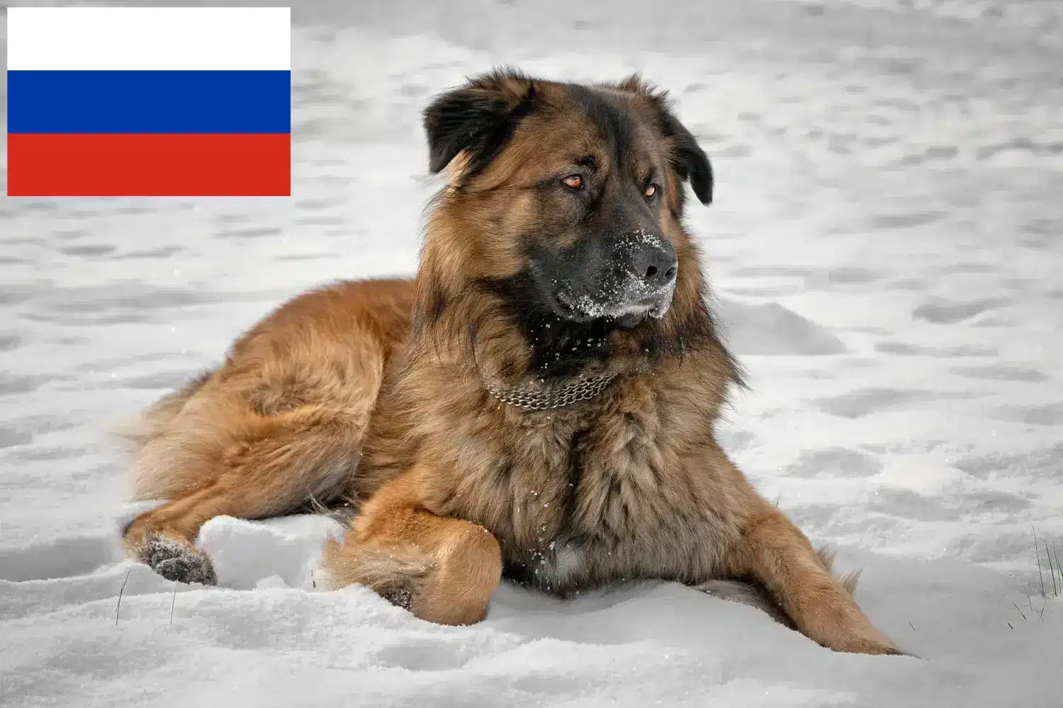 Kafkas Çoban Köpeği yavruları ve yetiştiricileri Rusya Rusya'daki Kafkas Çoban Köpeği yetiştiricilerini bulun.