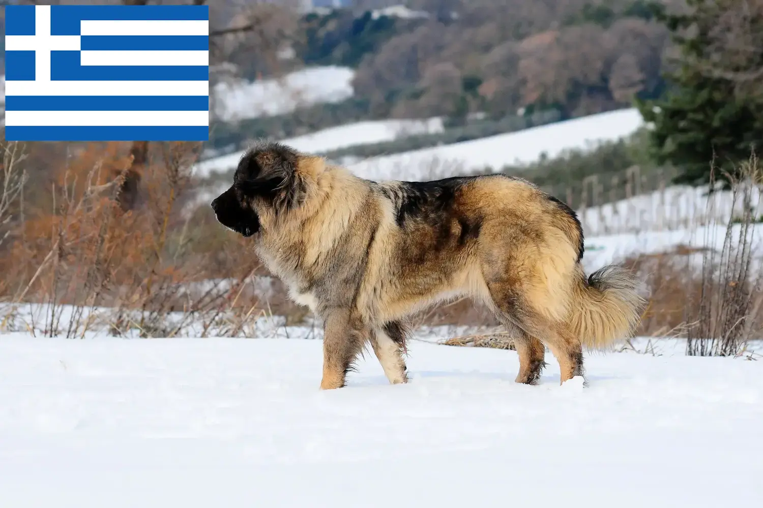 Kafkas Çoban Köpeği Yavruları ve Yetiştiricisi Yunanistan Yunanistan'daki Kafkas Çoban Köpeği yetiştiricilerini bulun.