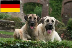Read more about the article Almanya’da Kangal yetiştiricileri ve yavru köpekler