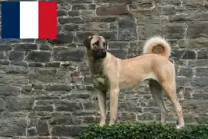 Read more about the article Fransa’da Kangal yetiştiricileri ve köpek yavruları